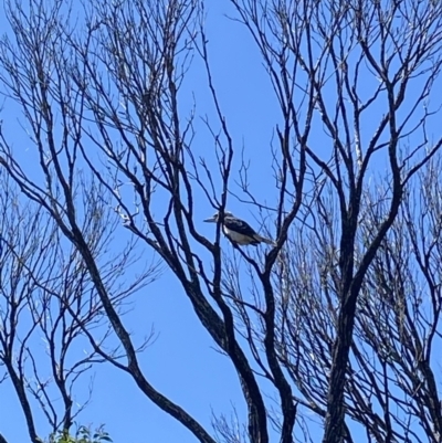 Dacelo novaeguineae (Laughing Kookaburra) at Tathra, NSW - 9 Feb 2023 by jksmits
