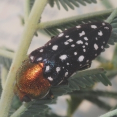 Diphucrania leucosticta at Kambah, ACT - 10 Feb 2023 11:47 AM