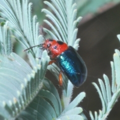 Calomela moorei (Acacia Leaf Beetle) at Kambah, ACT - 10 Feb 2023 by Harrisi
