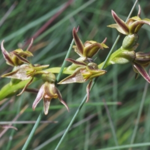 Prasophyllum tadgellianum at Smiggin Holes, NSW - 8 Feb 2023