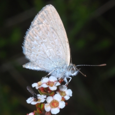 Zizina otis (Common Grass-Blue) at Wilsons Valley, NSW - 8 Feb 2023 by Harrisi