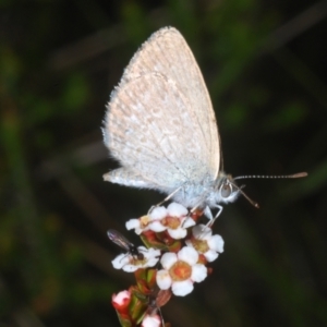 Zizina otis at Wilsons Valley, NSW - 8 Feb 2023