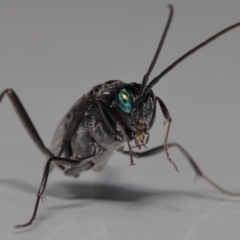 Acanthinevania sp. (genus) by TimL