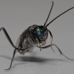 Acanthinevania sp. (genus) at Wellington Point, QLD - 8 Feb 2023 by TimL