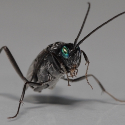 Acanthinevania sp. (genus) at  - suppressed by TimL