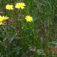 Heteronympha cordace (Bright-eyed Brown) at Cotter River, ACT - 10 Feb 2023 by GirtsO