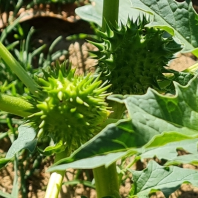 Datura stramonium (Common Thornapple) at Phillip, ACT - 11 Feb 2023 by Mike