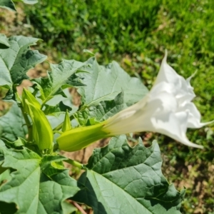 Datura stramonium at Phillip, ACT - 11 Feb 2023