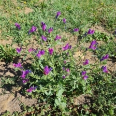 Echium plantagineum (Paterson's Curse) at Phillip, ACT - 11 Feb 2023 by Mike