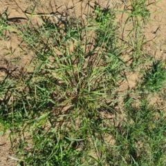 Eragrostis cilianensis (Stinkgrass) at Phillip, ACT - 10 Feb 2023 by Mike