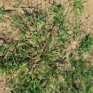 Eragrostis cilianensis at Phillip, ACT - 11 Feb 2023 09:56 AM