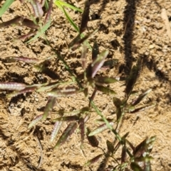 Eragrostis cilianensis at Phillip, ACT - 11 Feb 2023 09:56 AM