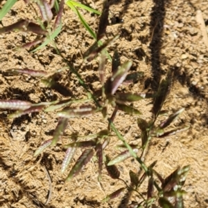 Eragrostis cilianensis at Phillip, ACT - 11 Feb 2023 09:56 AM