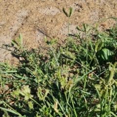 Eleusine tristachya (Goose Grass, Crab Grass, American Crows-Foot Grass) at Phillip, ACT - 10 Feb 2023 by Mike