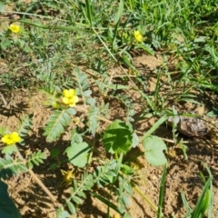 Tribulus terrestris (Caltrop, Cat-head) at Phillip, ACT - 11 Feb 2023 by Mike