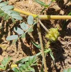 Tribulus terrestris at Phillip, ACT - 11 Feb 2023