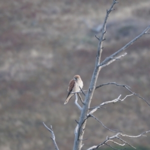 Falco cenchroides at Coree, ACT - 11 Feb 2023