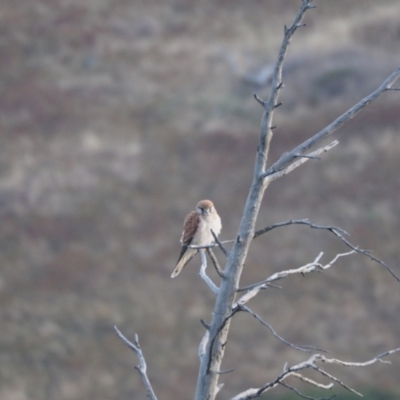 Falco cenchroides (Nankeen Kestrel) at Woodstock Nature Reserve - 10 Feb 2023 by wombey