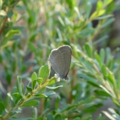 Zizina otis (Common Grass-Blue) at Charleys Forest, NSW - 10 Feb 2023 by arjay