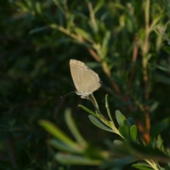 Zizina otis at Charleys Forest, NSW - 10 Feb 2023