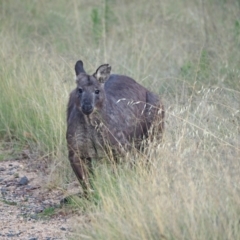 Osphranter robustus (Wallaroo) at Woodstock Nature Reserve - 10 Feb 2023 by wombey