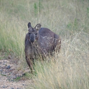 Osphranter robustus at Coree, ACT - 11 Feb 2023