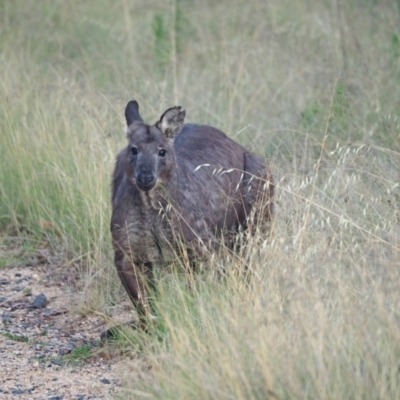 Osphranter robustus robustus (Eastern Wallaroo) at Coree, ACT - 11 Feb 2023 by wombey