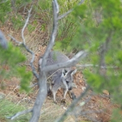 Osphranter robustus (Wallaroo) at Woodstock Nature Reserve - 10 Feb 2023 by wombey