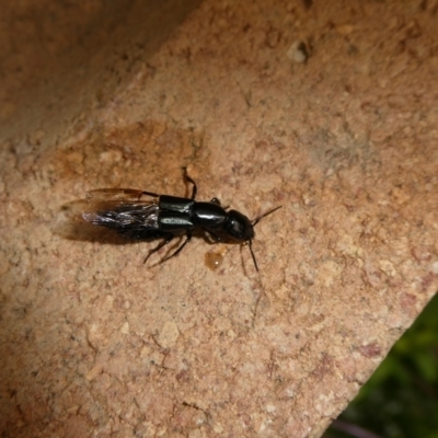 Thyreocephalus sp. (genus) (Rove beetle) at Charleys Forest, NSW - 10 Feb 2023 by arjay