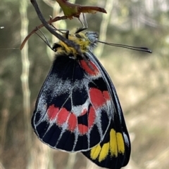 Delias harpalyce (Imperial Jezebel) at Jerrabomberra, NSW - 10 Feb 2023 by Mavis