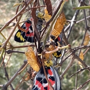 Delias harpalyce at Jerrabomberra, NSW - 11 Feb 2023