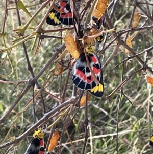 Delias harpalyce at Jerrabomberra, NSW - 11 Feb 2023