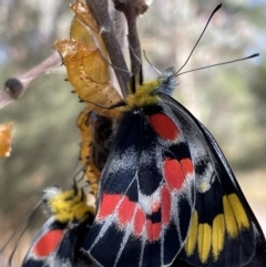 Delias harpalyce at Jerrabomberra, NSW - 11 Feb 2023