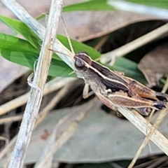 Phaulacridium vittatum (Wingless Grasshopper) at Reservoir Hill, Lawson - 11 Feb 2023 by trevorpreston