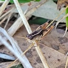 Phaulacridium vittatum at Lawson, ACT - 11 Feb 2023