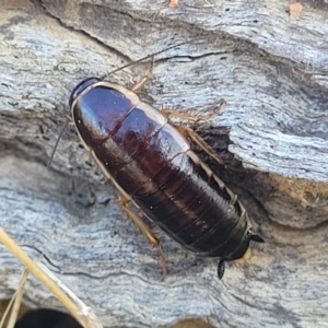 Melanozosteria dookiensis at Lawson, ACT - 11 Feb 2023 09:53 AM