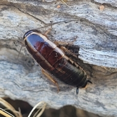 Melanozosteria dookiensis at Lawson, ACT - 11 Feb 2023 09:53 AM