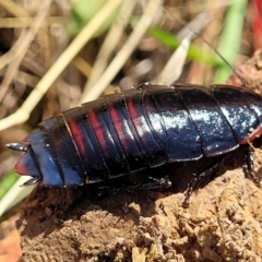 Melanozosteria sp. (genus) (A native cockroach) at Reservoir Hill, Lawson - 11 Feb 2023 by trevorpreston