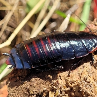 Melanozosteria sp. (genus) (A native cockroach) at Reservoir Hill, Lawson - 10 Feb 2023 by trevorpreston