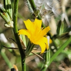 Chondrilla juncea (Skeleton Weed) at Reservoir Hill, Lawson - 10 Feb 2023 by trevorpreston