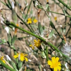 Chondrilla juncea at Lawson, ACT - 11 Feb 2023