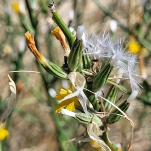 Chondrilla juncea at Lawson, ACT - 11 Feb 2023