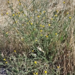 Chondrilla juncea at Lawson, ACT - 11 Feb 2023