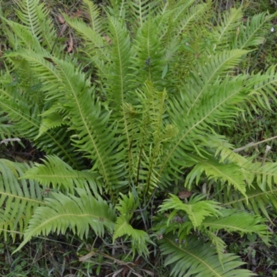 Blechnum nudum (Fishbone Water Fern) at Saint George, NSW - 9 Feb 2023 by plants