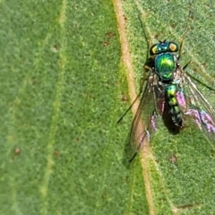 Austrosciapus sp. (genus) (Long-legged fly) at Reservoir Hill, Lawson - 11 Feb 2023 by trevorpreston