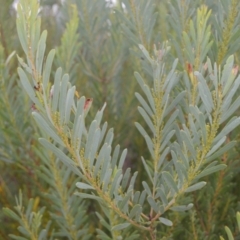 Acacia hamiltoniana at Saint George, NSW - 9 Feb 2023 by plants