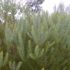 Acacia hamiltoniana at Saint George, NSW - 9 Feb 2023 12:45 AM