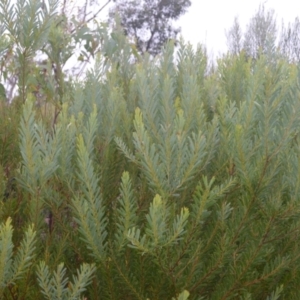 Acacia hamiltoniana at Saint George, NSW - 9 Feb 2023 12:45 AM