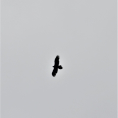 Aquila audax (Wedge-tailed Eagle) at Coolumburra, NSW - 9 Feb 2023 by plants