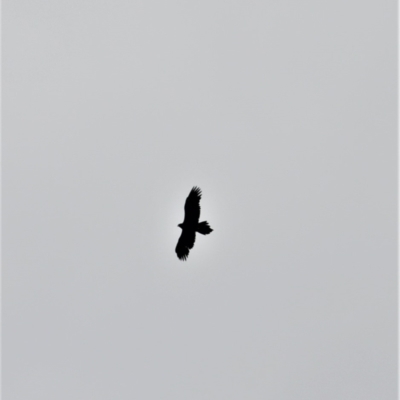 Aquila audax (Wedge-tailed Eagle) at Coolumburra, NSW - 9 Feb 2023 by plants